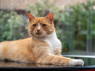 Fototapeta na wymiar Portrait of a ginger cat