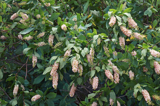 Купить Клетра ольхолистная - Клетра - GardenPlants