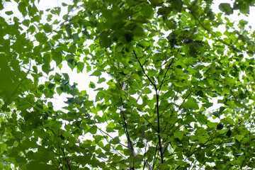 Spring landscape of trees against the sky. Green trees at the top of the forest, blue sky, bottom view