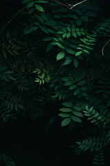 Dark green tropical leaves background 