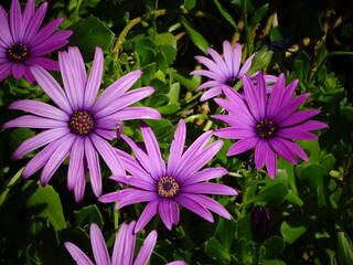 Obraz premium Flores