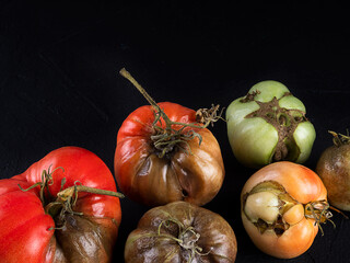 Ugly tomatoes on a black background.