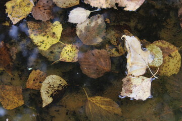autumn leaves in a puddle