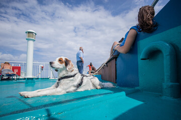 A small young white and brown dog sitting on a deck of a ferry with his owner resting mehind him....