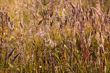 Sunset autumn meadow landscape.