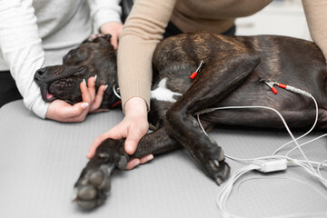 Black dog electrocardiogram exam in pet clinic