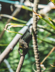 Chamäleon - Reptilien im Tropischen Wald 