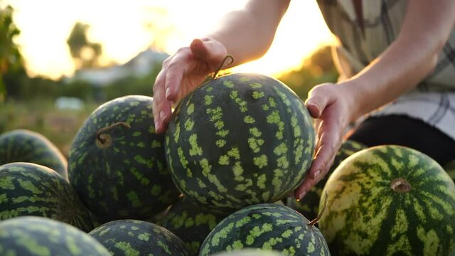 Farmer sorts watermelon on the field. 