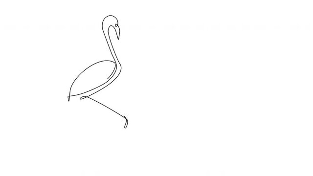 Self drawing animation of flamingo bird outline. Copy space. White background.