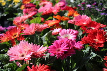 Gerbera
