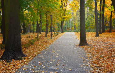Autumn landscape in a city park. Gomel, Belarus