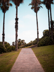 Barcelona - Spanien , Weg durch Palmenwald 