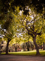 Barcelona - Spanien , Weg durch Palmenwald 