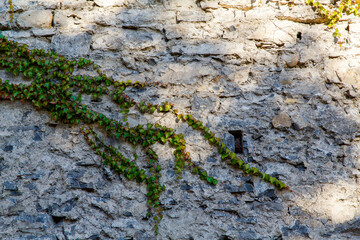 An old ivy-covered wall in a stone house on a street in Varenna, a small town on lake Como, Italy