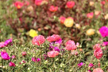 Fototapeta premium select focus Portulaca or Sun Plant flowers in garden