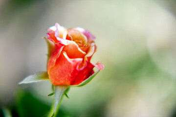 Wild beauty flower with nectar blooming in field countryside