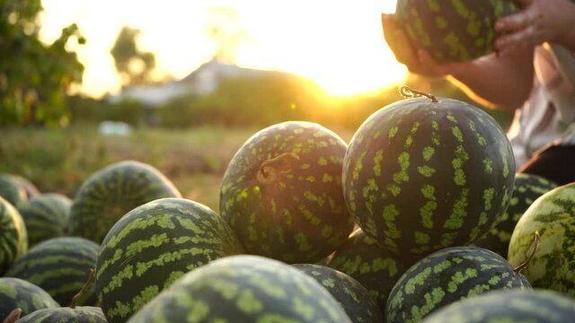 Farmer sorts watermelon on the field. 