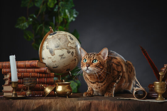 Bengal cat, vintage items, books and manuscripts on the table on a dark background. Space for your text.