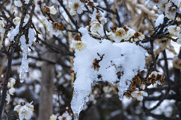 雪に耐える梅の花