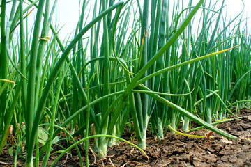 Fresh green onion in field.