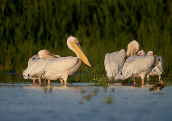 Singles and groups of great white pelican (Pelecanus onocrotalus) are photographed standing in blue...