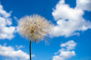 Dandelion over blue sky with clouds