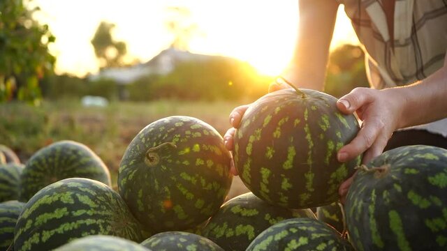 Farmer sorts watermelon on the field. 