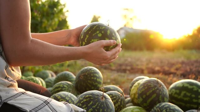 Farmer sorts watermelon on the field. 