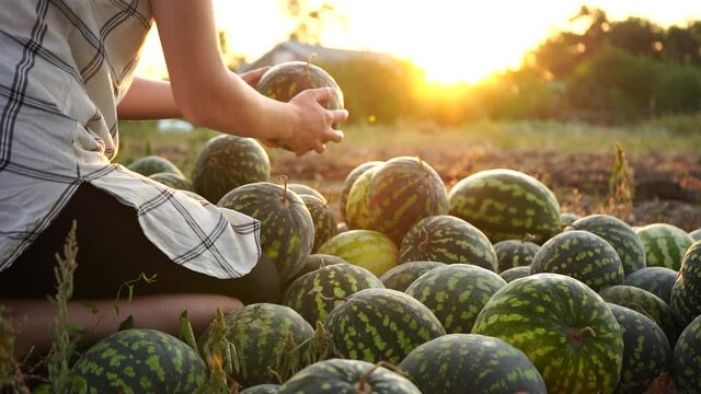 Farmer sorts watermelon on the field. 