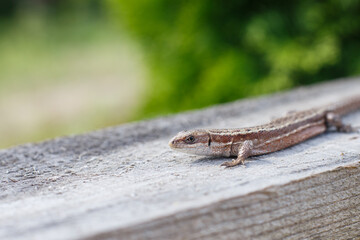 a brown lizard on a wooden board in a summer garden on a green grass background