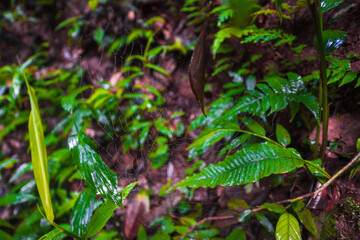 Leaves with spider webs in the rainy season, Defocus