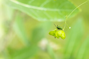 Metallic beetle in the wild