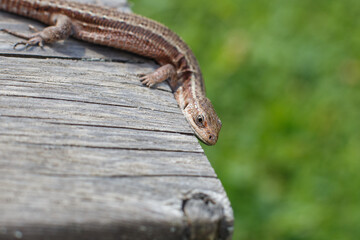 a brown lizard on a wooden board in a summer garden on a green grass background