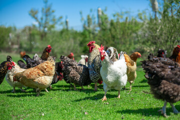 rooster and chickens graze on green grass. Livestock in the village