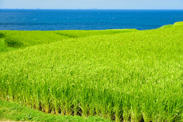 石川県能登半島にある白米千枚田の絶景　Superb view of rice terraces in Japan