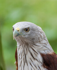 close up of a falcon