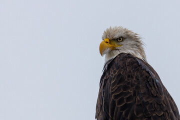 Close-up of a Bald Eagle looking for prey, space for writing

