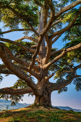 Cedar of Lebanon, La Morra, Langhe, Piedmont, Italy