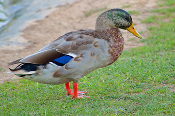 Male mallard duck displaying it's beautifully coloured plumage.