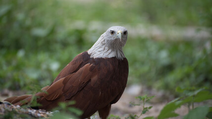 close up red tailed hawk buteo 