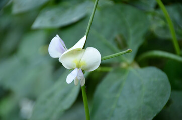cow pea pulse white flower with vine and green leaves in the garden.