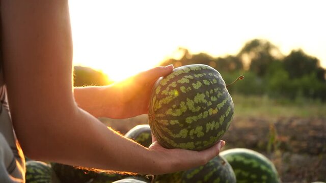 Farmer sorts watermelon on the field. 