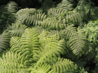 Green fern in the forest