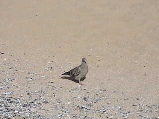 Pigeon walking on the beach