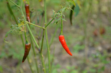 the red ripe chilly with leaves and plant in the garden.
