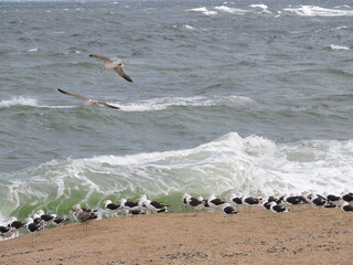 Seagulls flying and walking on the coast