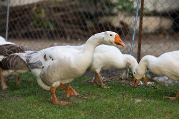 The white goose on dry garden in summer at thailand