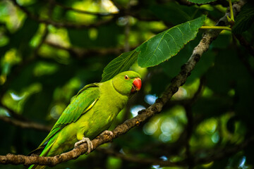 Photo of a beautiful and bright green bird, staying on top of a tree in the middle of the forest. 