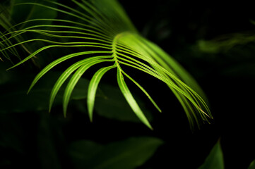 fern leaf in the dark