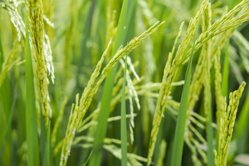 Rice in the field waiting for harvest